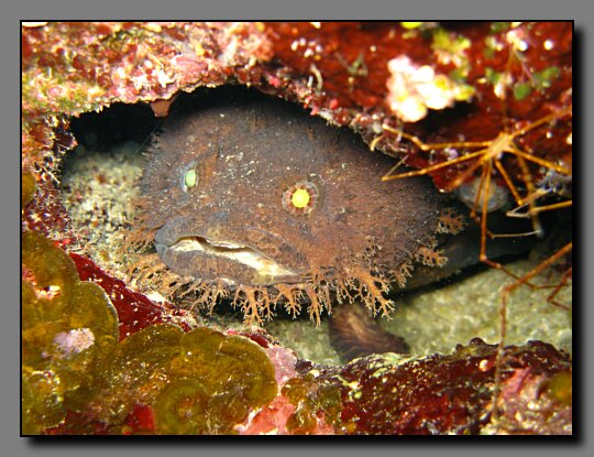 toadfish in hole